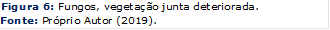 Figura 6: Fungos, vegetação junta deteriorada.
Fonte: Próprio Autor (2019).
